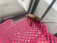 Agrianome spinicollis