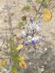 Condea