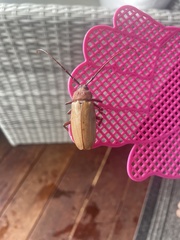 Agrianome spinicollis