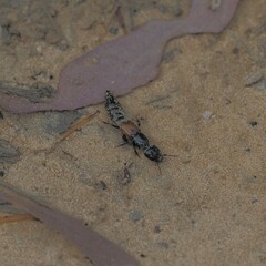 Thyreocephalus