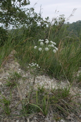 Laserpitium gallicum