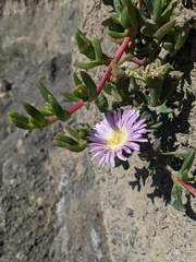 Disphyma australe australe