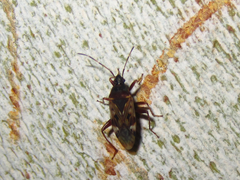 Neolethaeus dallasi