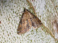 Elophila turbata
