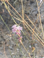 Boerhavia xantii