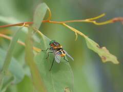 Scaptia auriflua