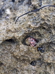 Nerita versicolor