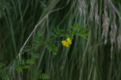 Hippocrepis emerus