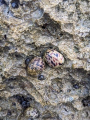 Nerita versicolor