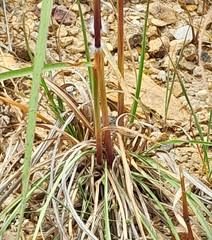 Sorghum leiocladum