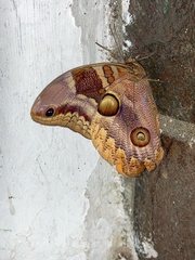 Catoblepia orgetorix