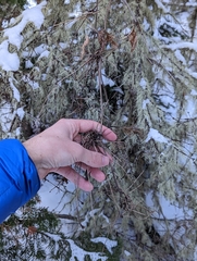 Clematis occidentalis