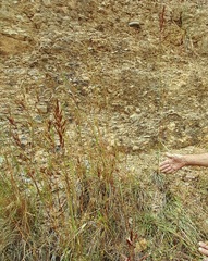Sorghum leiocladum