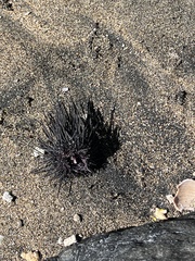 Echinometra vanbrunti