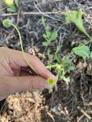 Hysterionica jasionoides