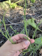 Hysterionica jasionoides