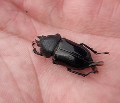 Streptocerus speciosus