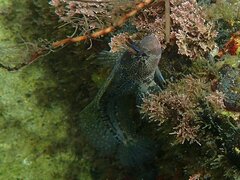 Hypsoblennius gentilis