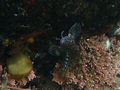 Hypsoblennius gentilis