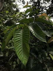 Vismia macrophylla