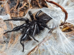Porrhothele