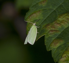 Tortrix viridana