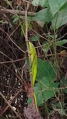 Anolis heterodermus