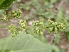 Rumex spinosus