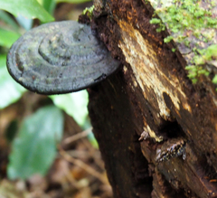 Silvascincus murrayi