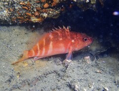 Hypoplectrodes maccullochi