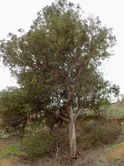 Eucalyptus globulus