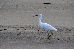 Egretta thula
