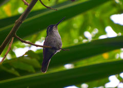 Lampornis viridipallens