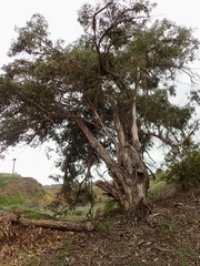 Eucalyptus globulus