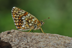 Melitaea irka