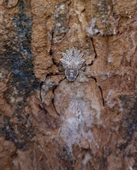 Herennia multipuncta