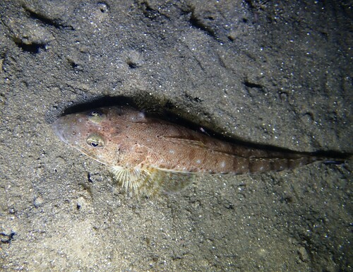 Flathead (Platycephalus grandispinis) — Platycephalidae