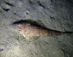 Platycephalus grandispinis