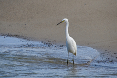 Egretta thula