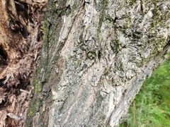 Maytenus boaria