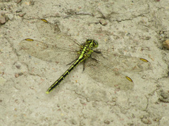 Austrogomphus guerini
