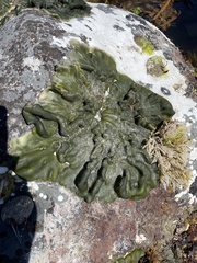 Codium convolutum