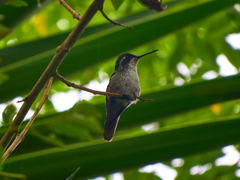 Lampornis viridipallens
