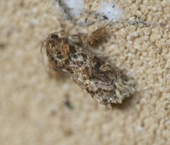 Callopistria rivularis