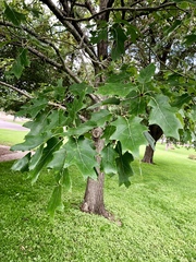 Quercus velutina