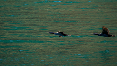 Phalacrocorax punctatus punctatus