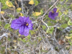 Ruellia californica peninsularis