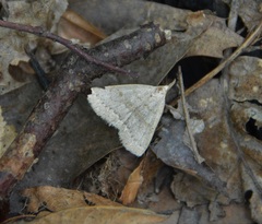 Chytolita morbidalis