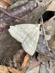 Chytolita morbidalis