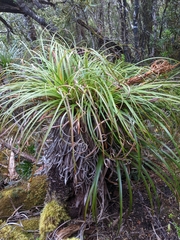 Dracophyllum